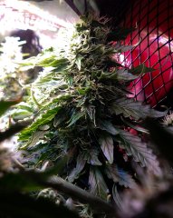 #bud_2.jpg