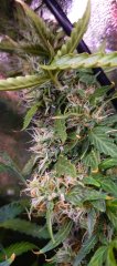 #bud_3.jpg