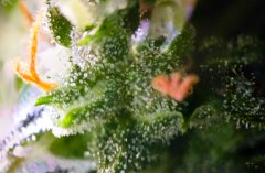 #trichomy_2.1.jpg