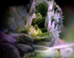 #trichomy_3.jpg