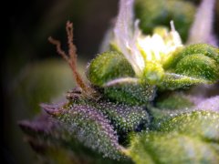#trichomy_4.jpg