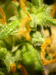 #trichomy_5.jpg