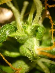 #trichomy_7.jpg