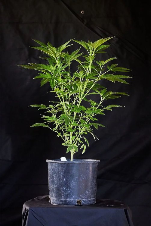 pruning-co-to-jest-i-na-czym-polega-krok-1.jpg
