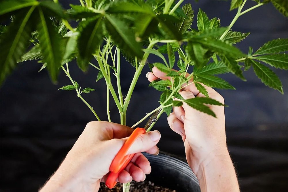 pruning-co-to-jest-i-na-czym-polega-krok-2.jpg