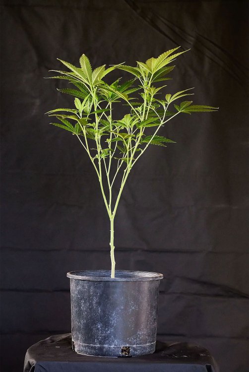 pruning-co-to-jest-i-na-czym-polega-krok-4.jpg