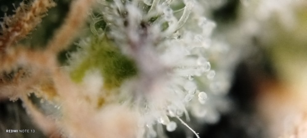 IMG_20251005_112250.jpg