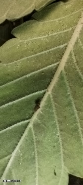 IMG_20251009_225636.jpg
