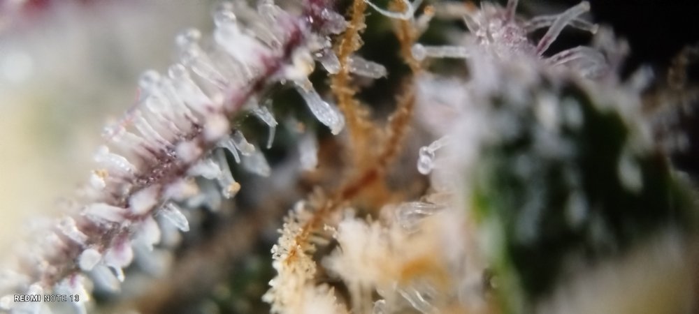 IMG_20251015_201657.jpg