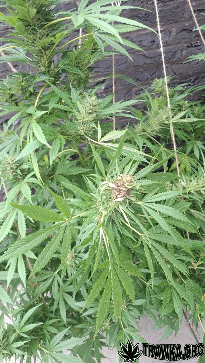 Outdoor Super Shark