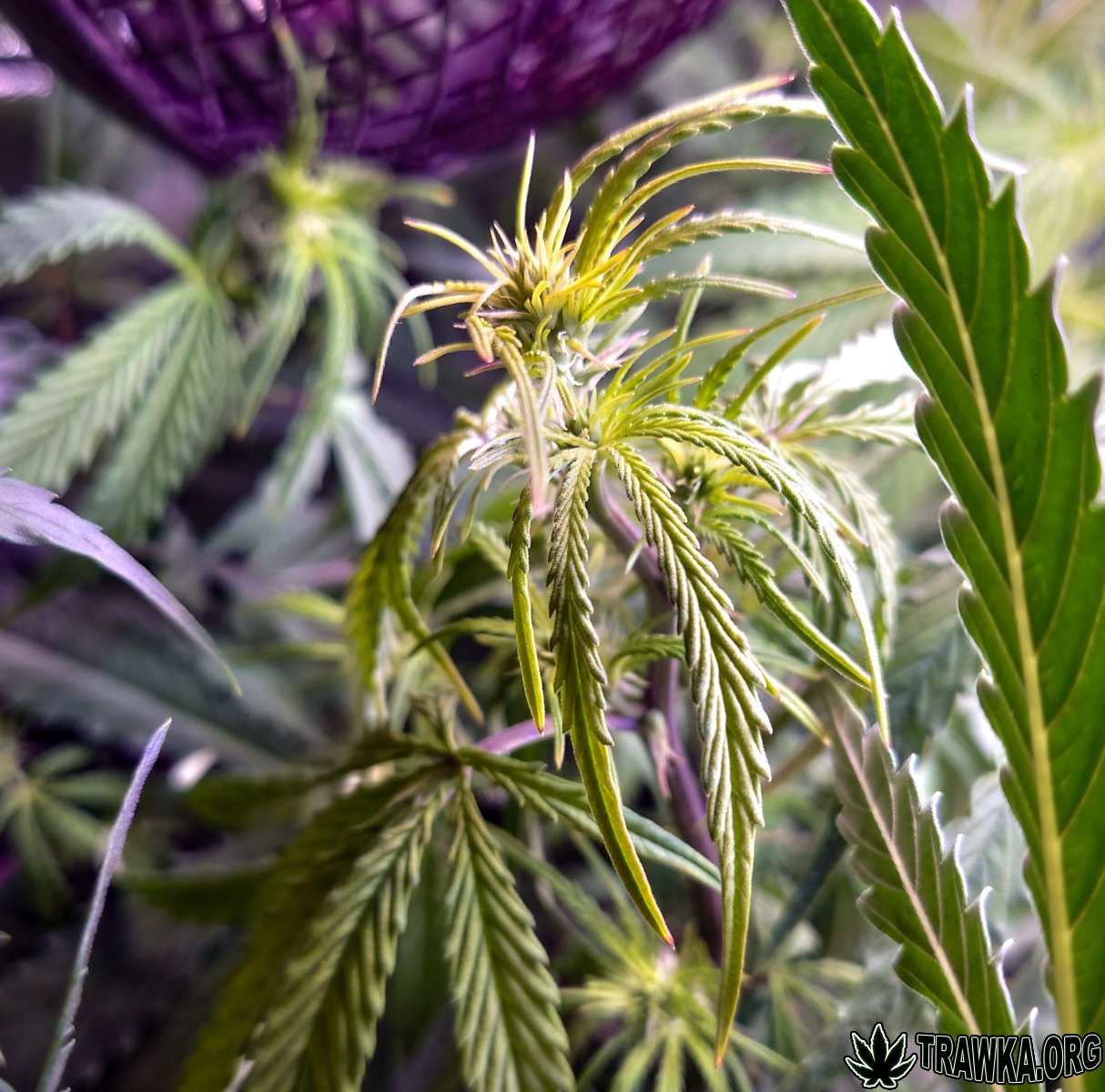 large.DSC_0148.jpg.3ff6f010b6e65a4018b77