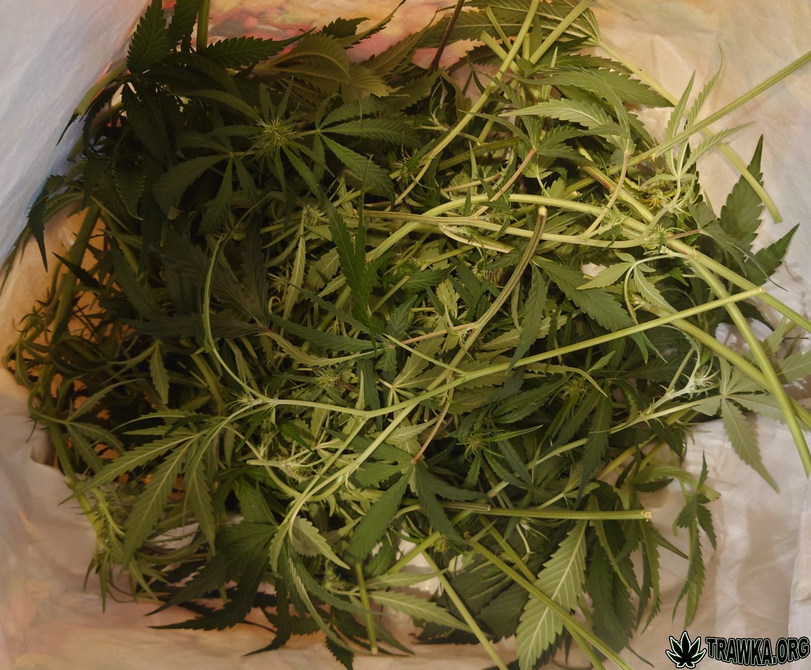 large.DSC_0162.JPG.6a334d6f10a9e945ead32