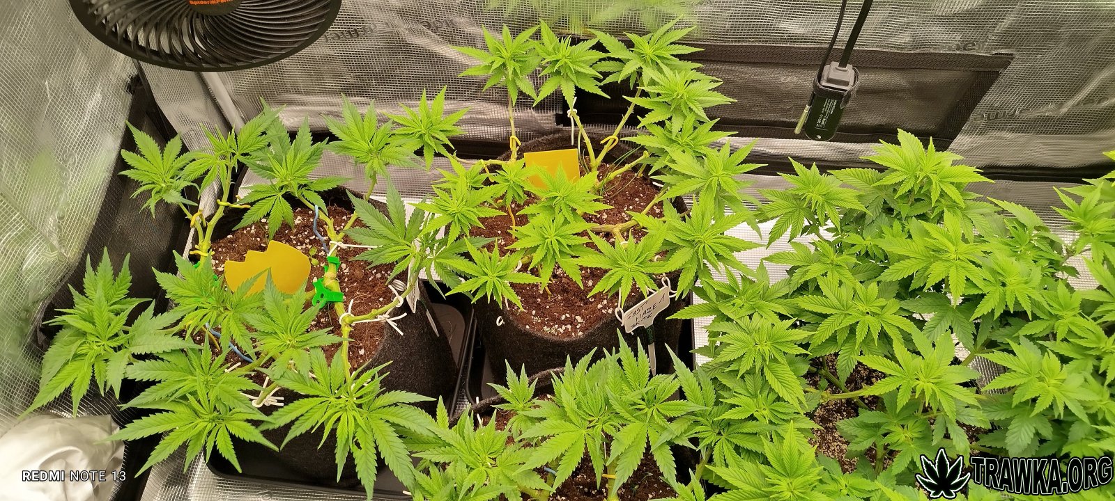 Uprawy kolobergrower 😅