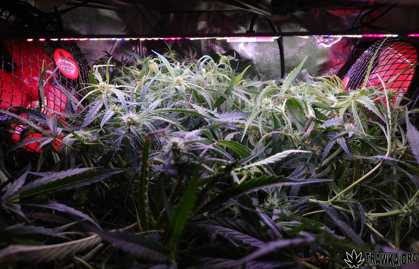 large.after_1.JPG.b7ca8478b16675c79aad13