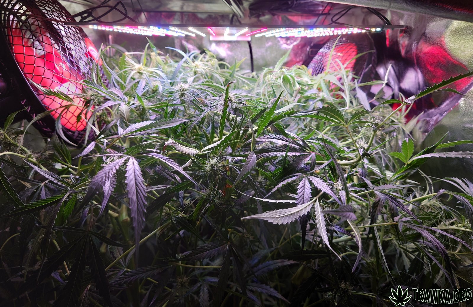 large.after_2.JPG.c63d2641576a65aad33708