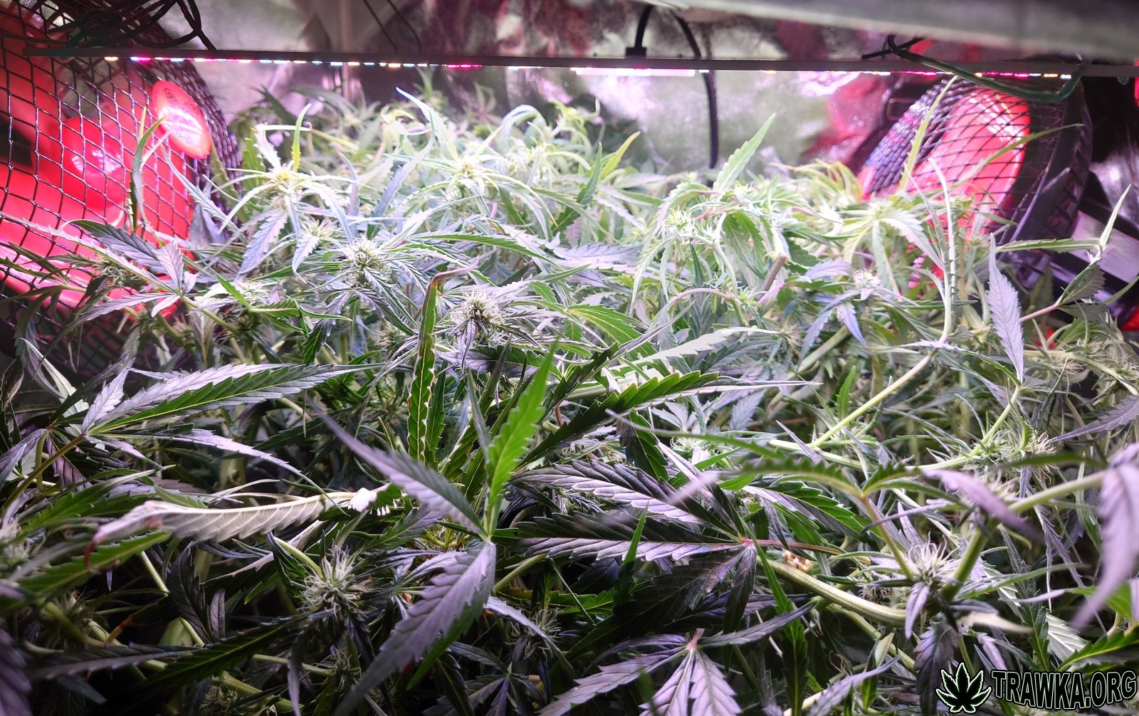 large.after_3.JPG.21116c54a69bd49c5fc698