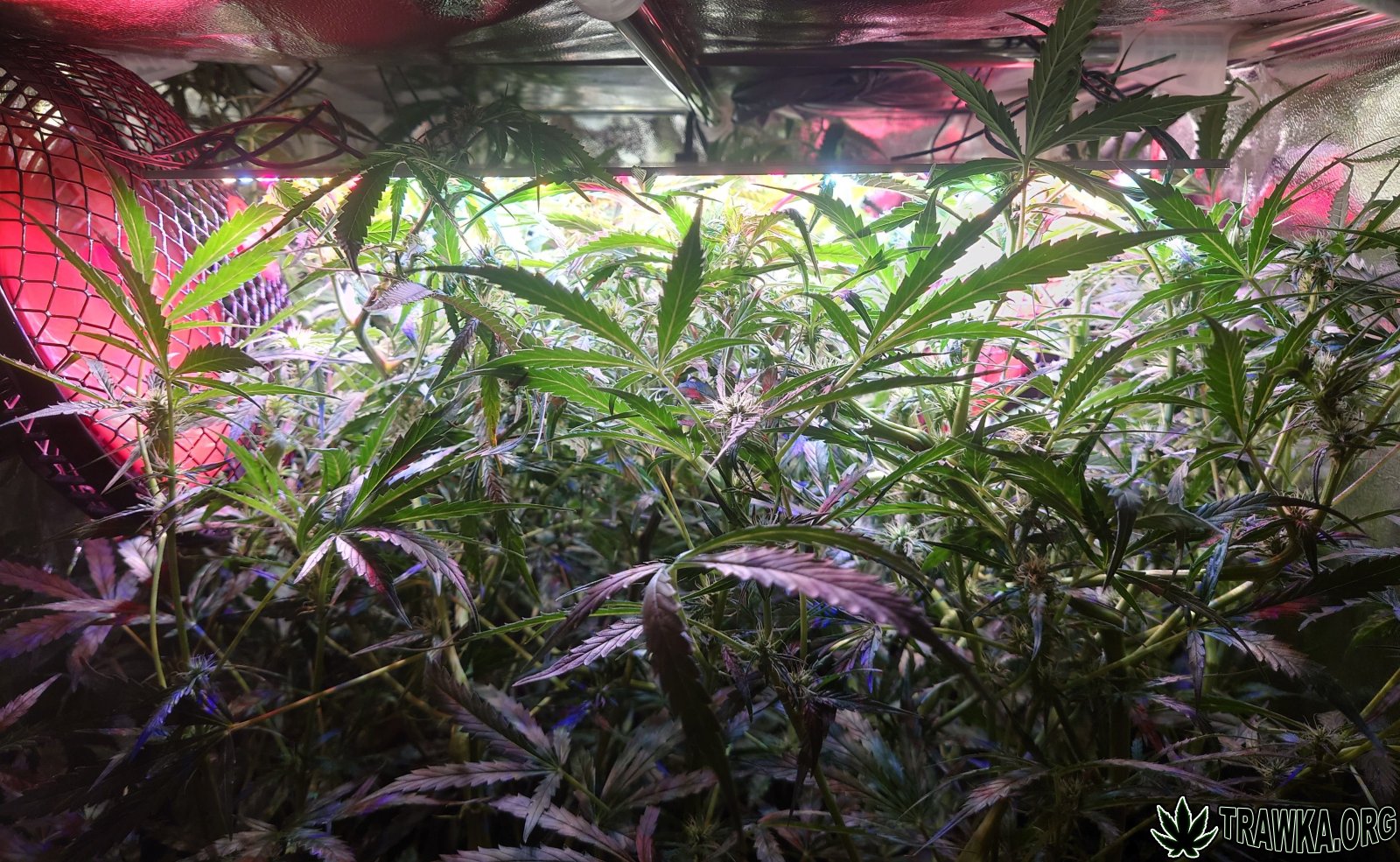 large.before_1.JPG.e72c265aa1c57a1db9c86