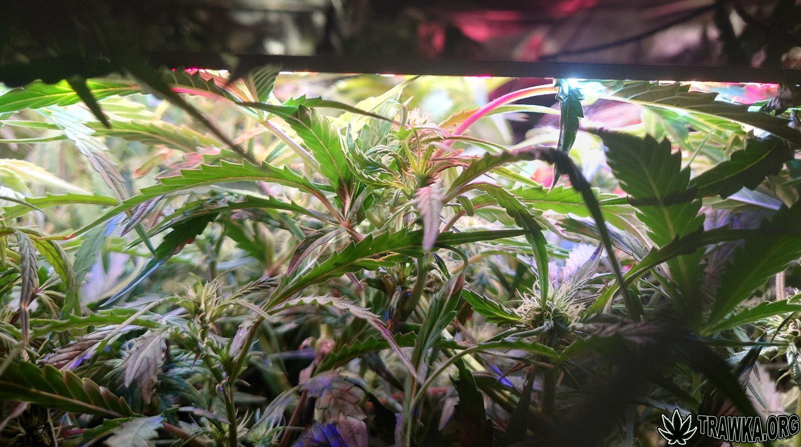 large.before_2.JPG.8c55c7f4efa501e92447f