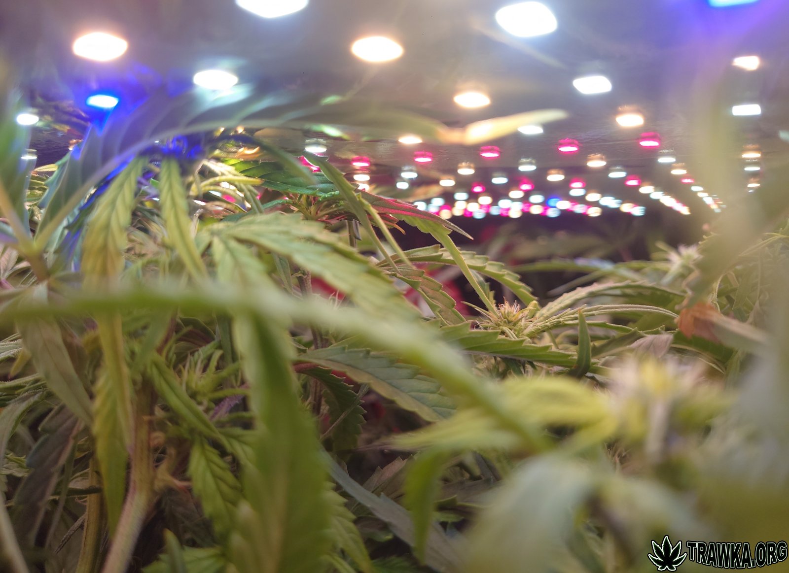 large.before_3.JPG.f9a2174d71d21954994ac