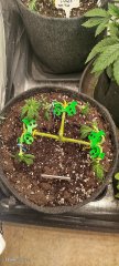 IMG_20251009_201116.jpg