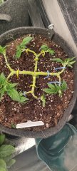 IMG_20251009_201139.jpg