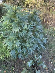 IMG_4733.jpeg