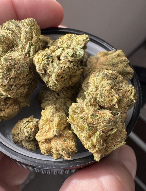 Canopy 20% Bakerstreet