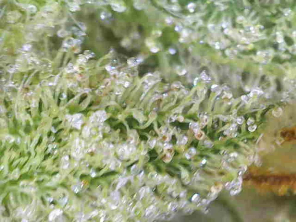 Photo_2025-11-29 11_24_07_377.JPG