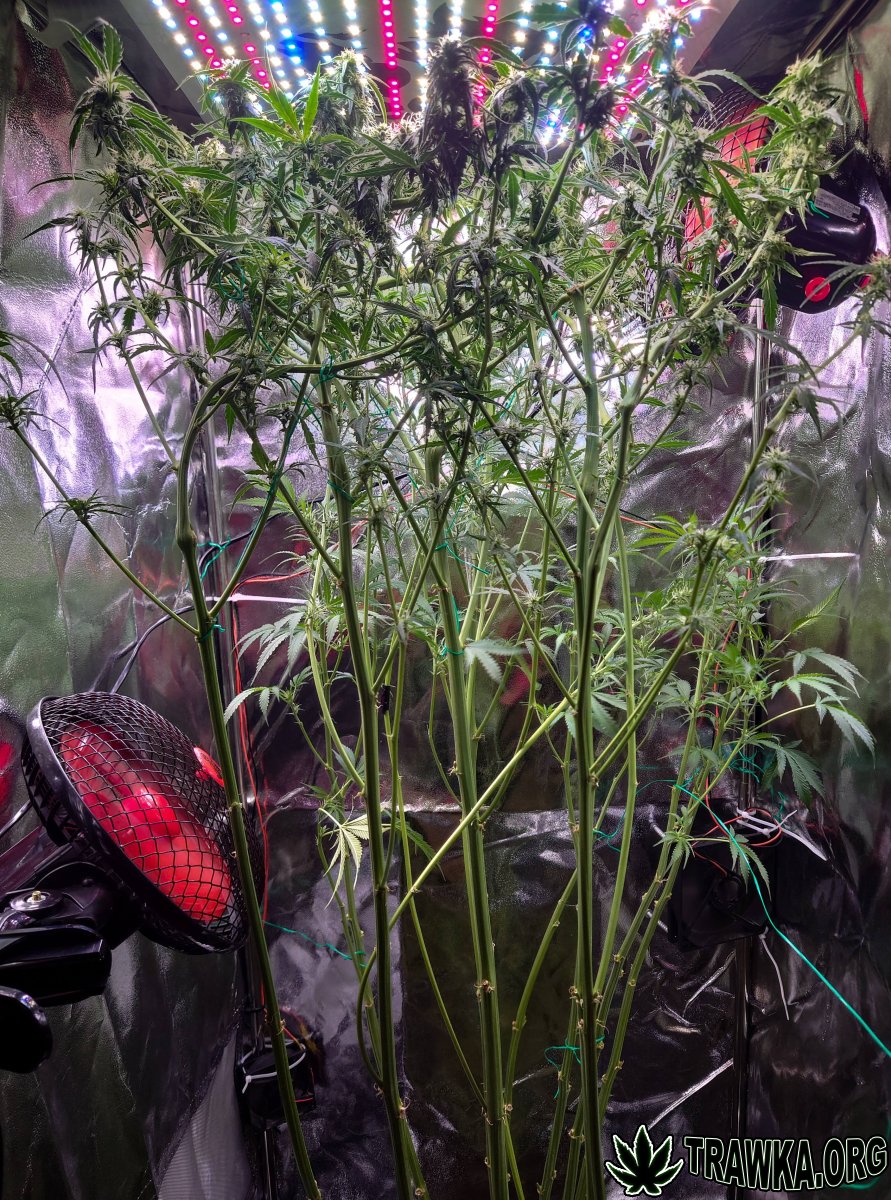 large.1_all.jpg.661db65dfcb7514b733bcbab