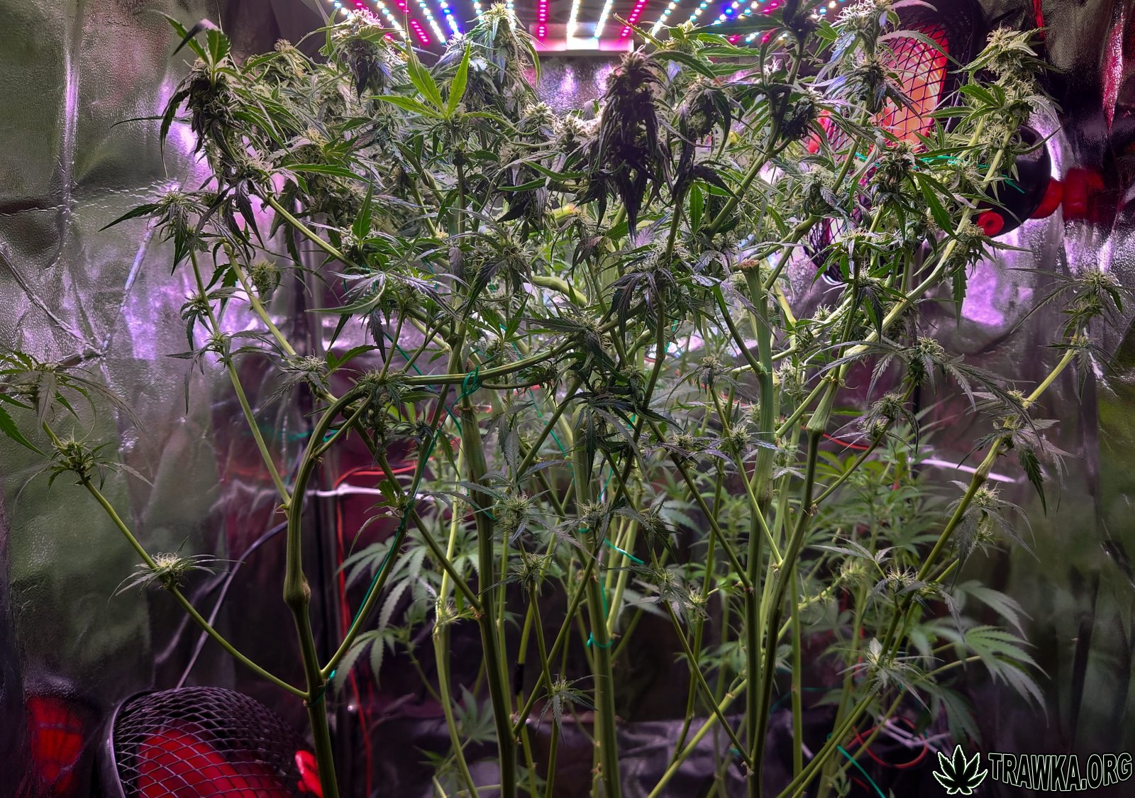 large.1_top.jpg.b27759a45e1cd88a92b4b0b9