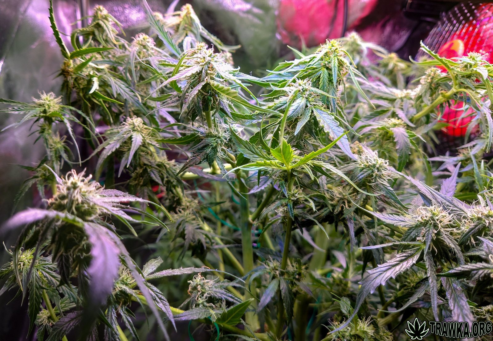 large.1_topy_1.jpg.0cfdf49c31a6529db7d7c