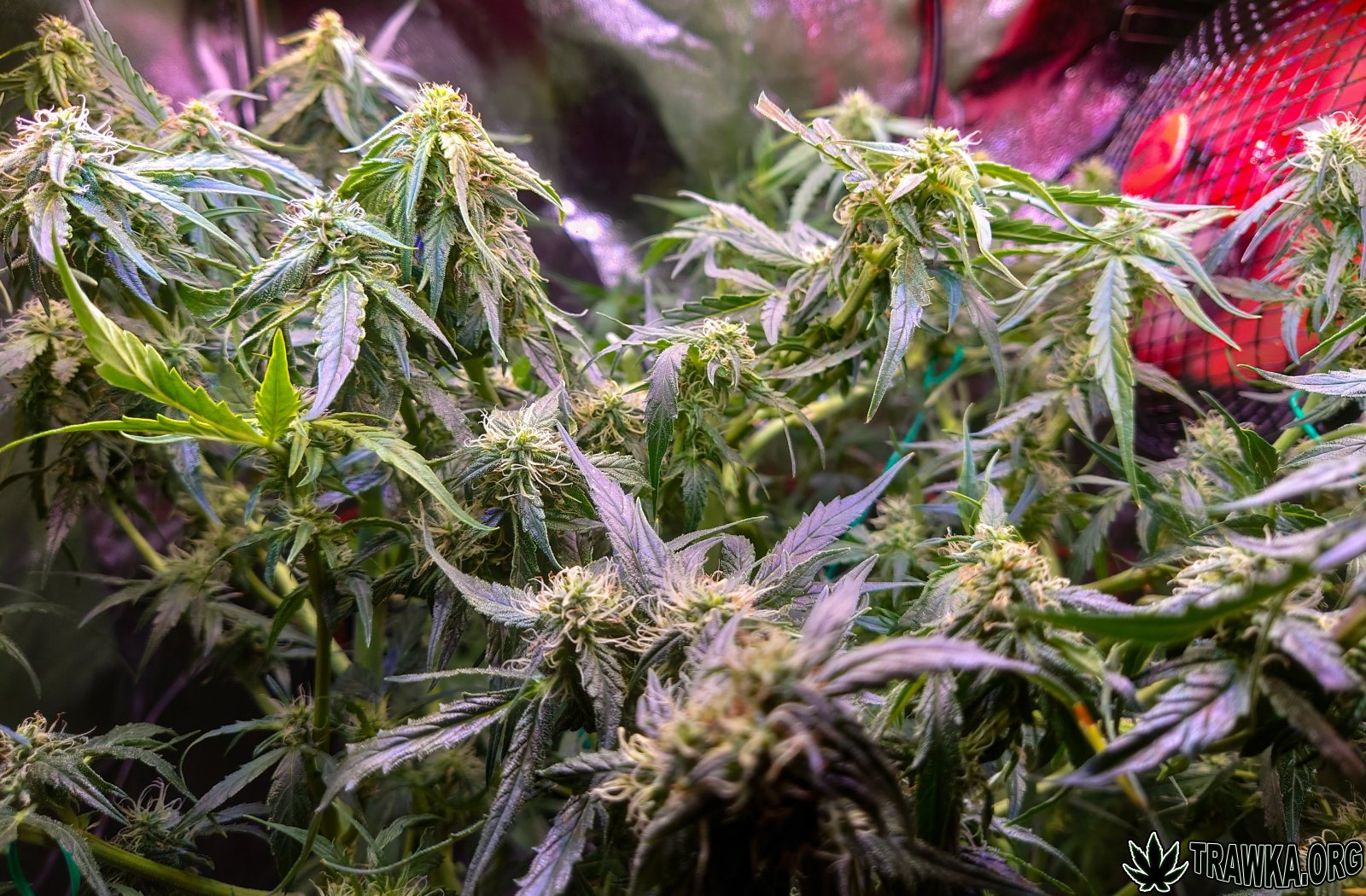 large.1_topy_2.jpg.d806e1dbdba310c723e07