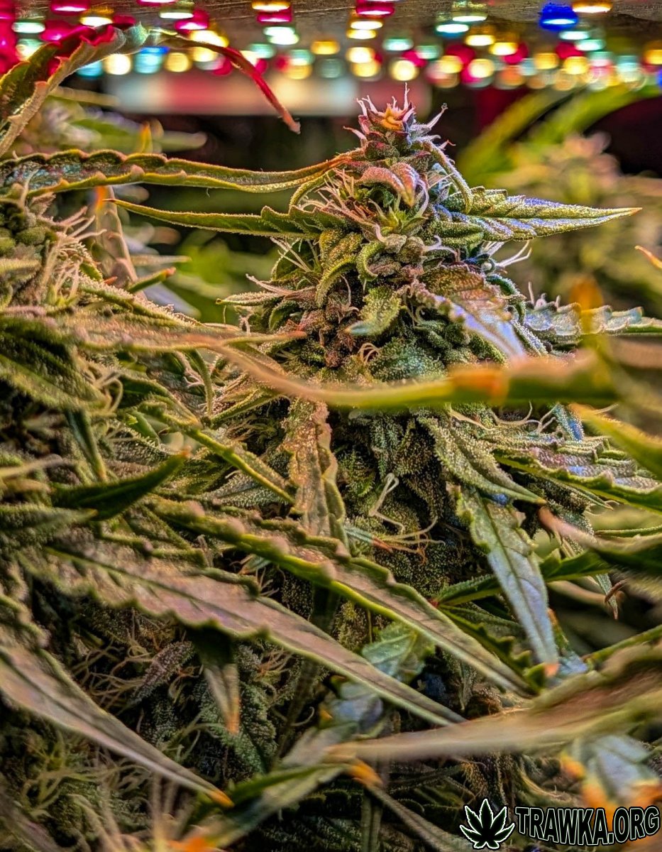 large.2025_11.14at211934-Ziele-18.jpg.c9