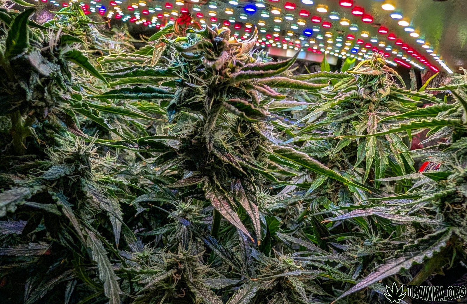 large.2025_11.14at211946-Ziele-20.jpg.c7