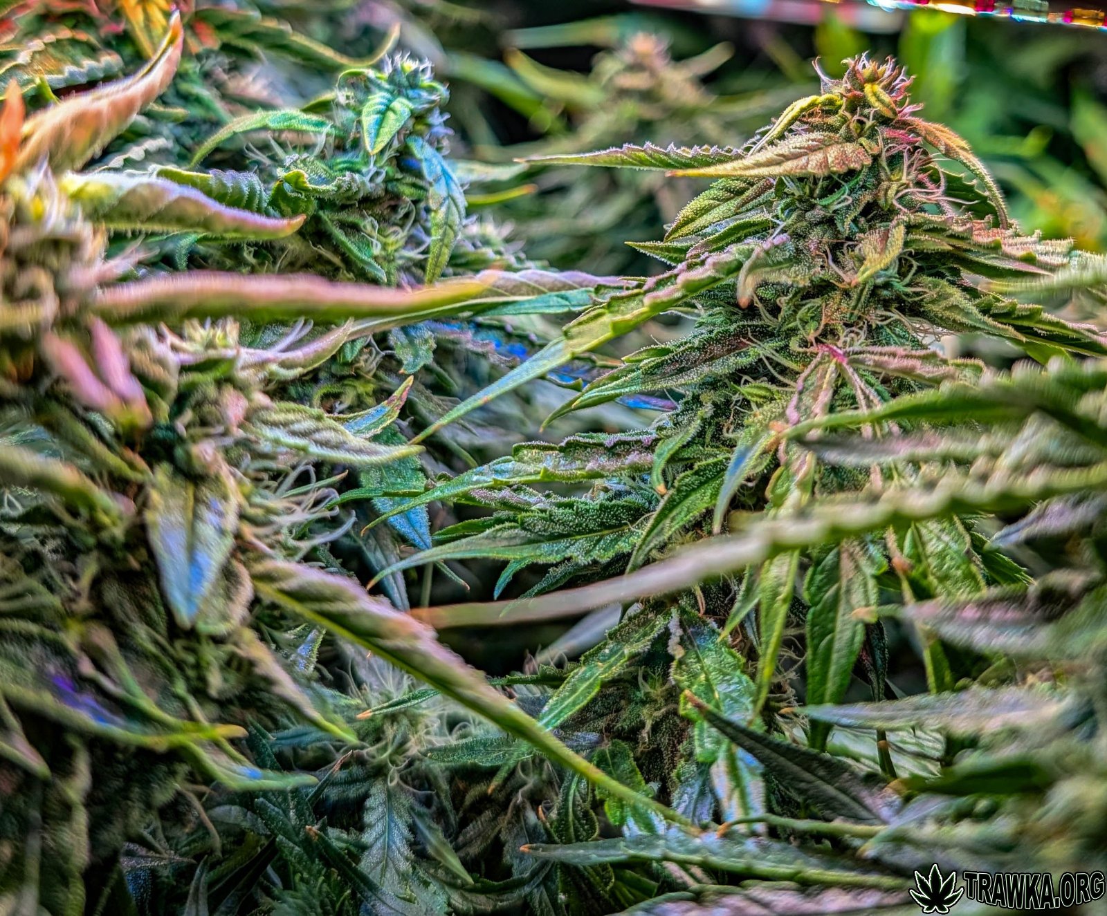 large.2025_11.14at211949-Ziele-21.jpg.08