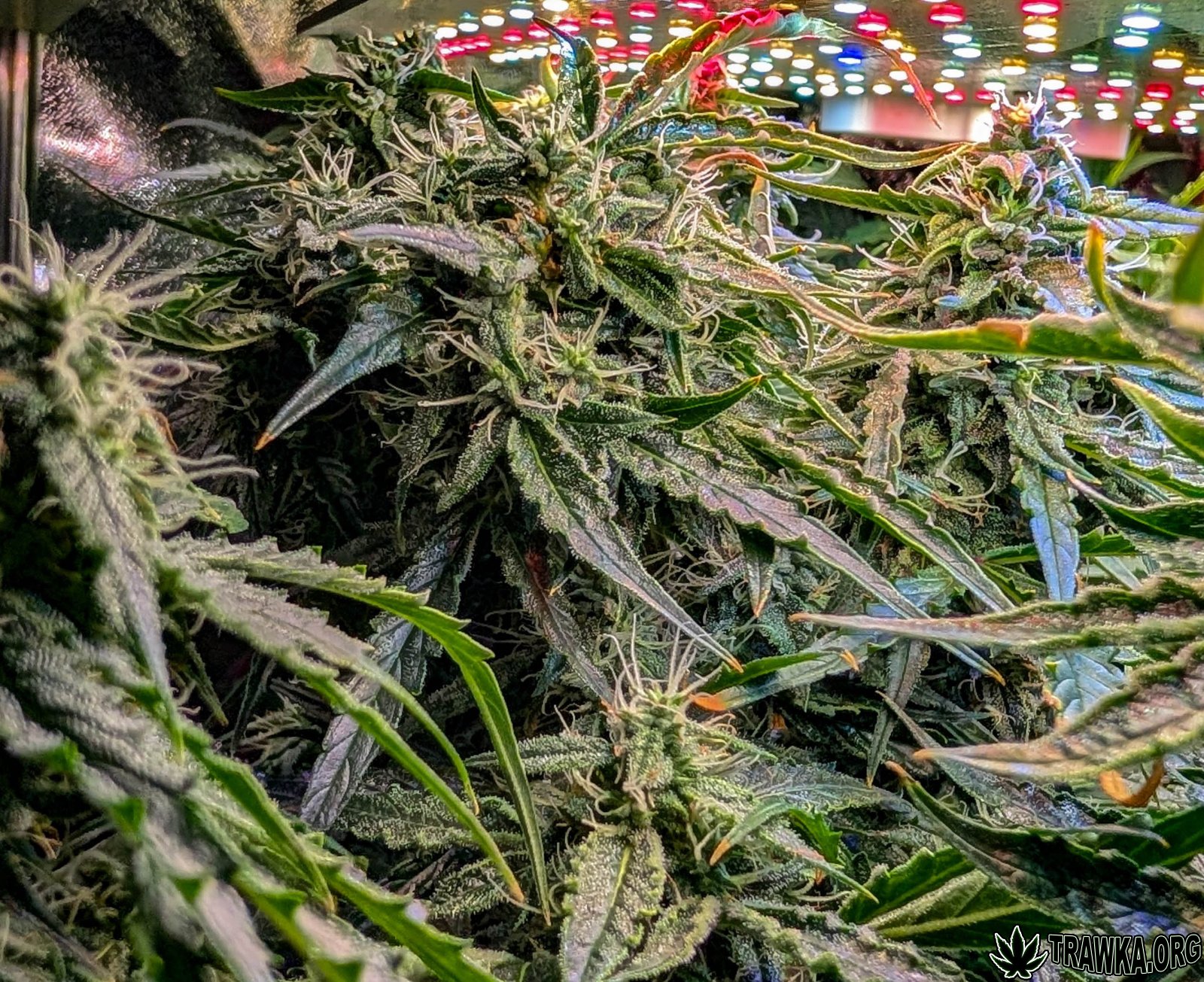 large.2025_11.14at212009-Ziele-23.jpg.af