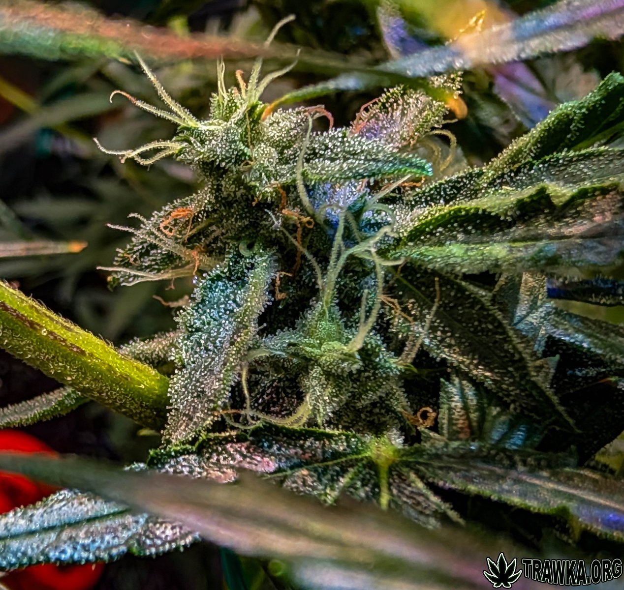 large.2025_11.15at200834-Ziele-26.jpg.45