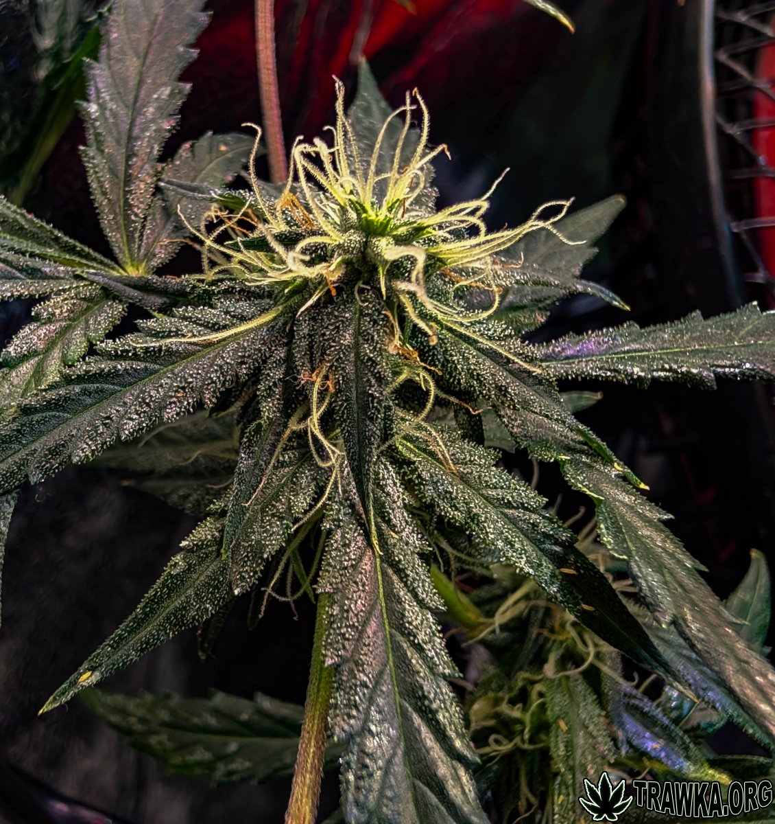 large.2025_11.15at201036-Ziele-34.jpg.7f