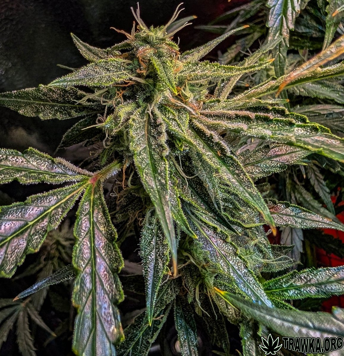 large.2025_11.15at201239-Ziele-37.jpg.30