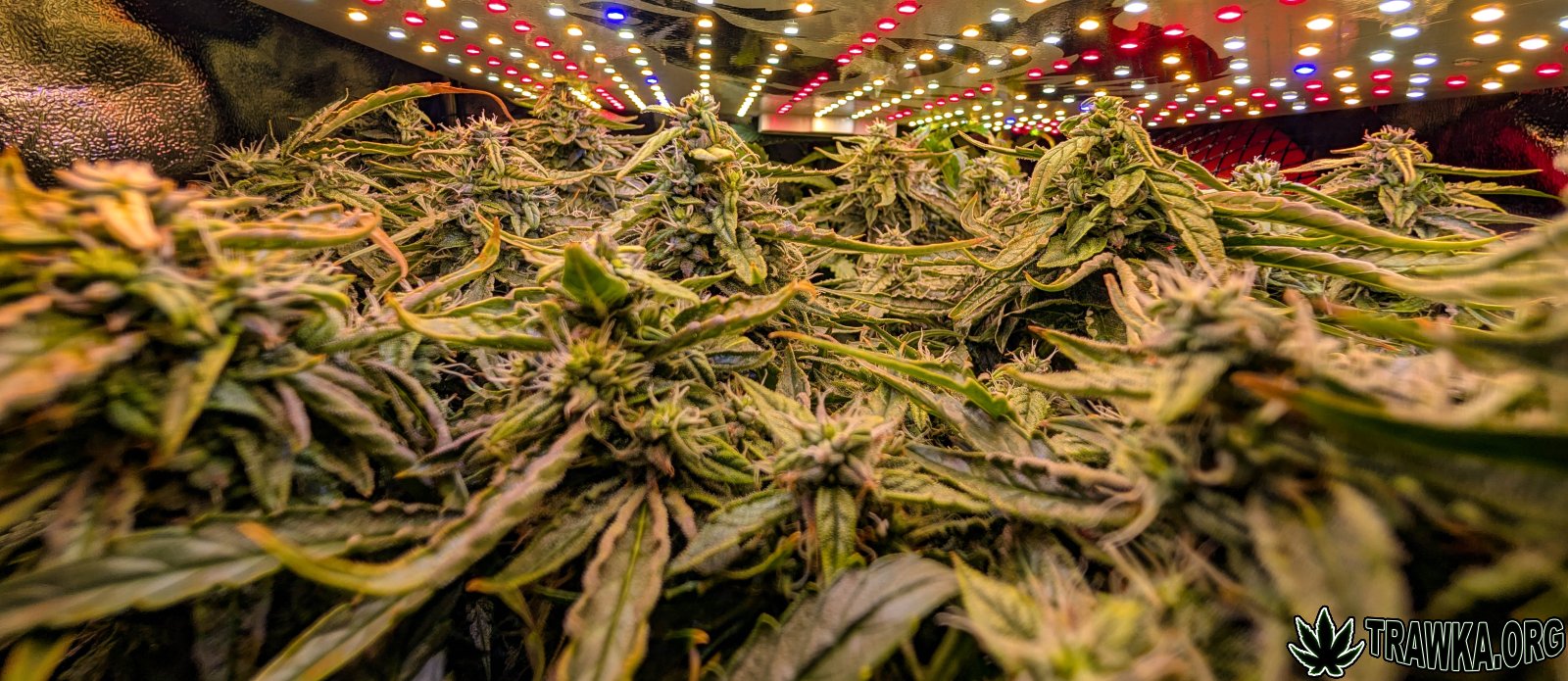 large.2025_11.15at201409-Ziele-43.jpg.ad