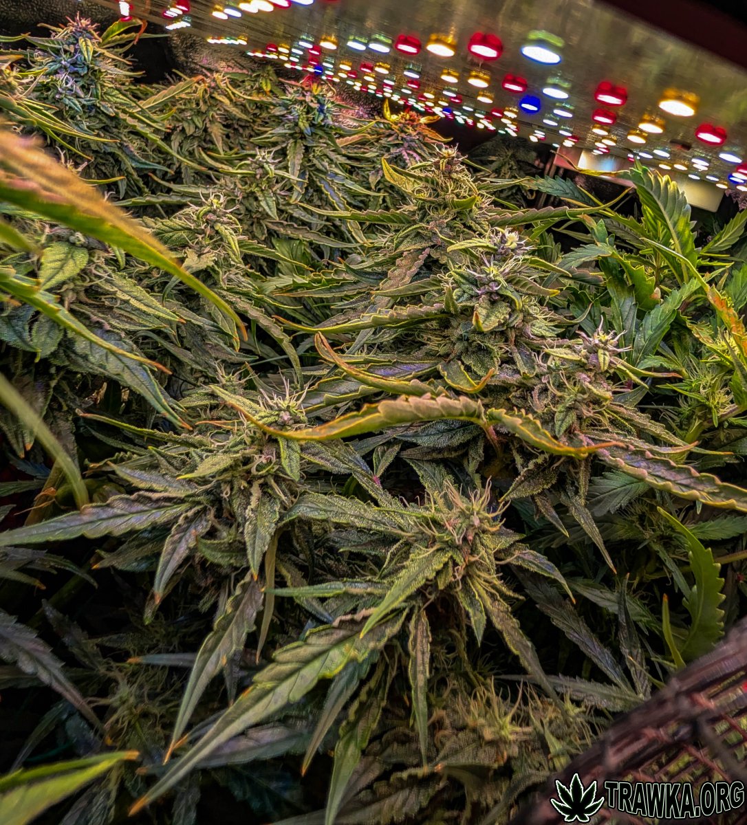 large.2025_11.15at201422-Ziele-45.jpg.af