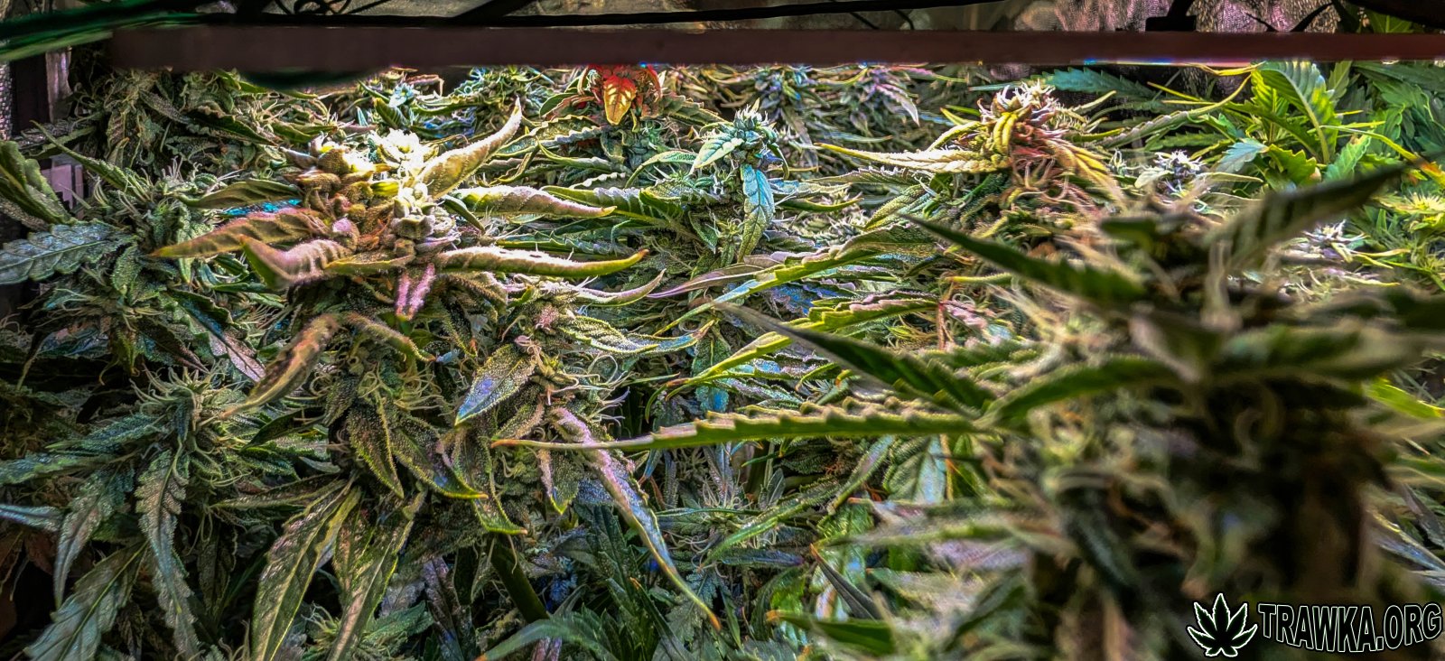 large.2025_11.15at201438-Ziele-48.jpg.ed