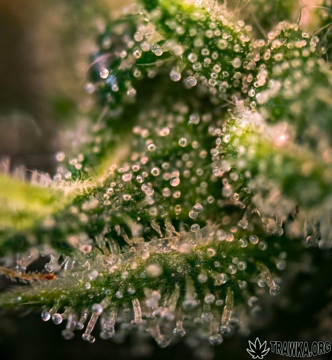 large.2025_11.15at202220-Ziele-52.jpg.86