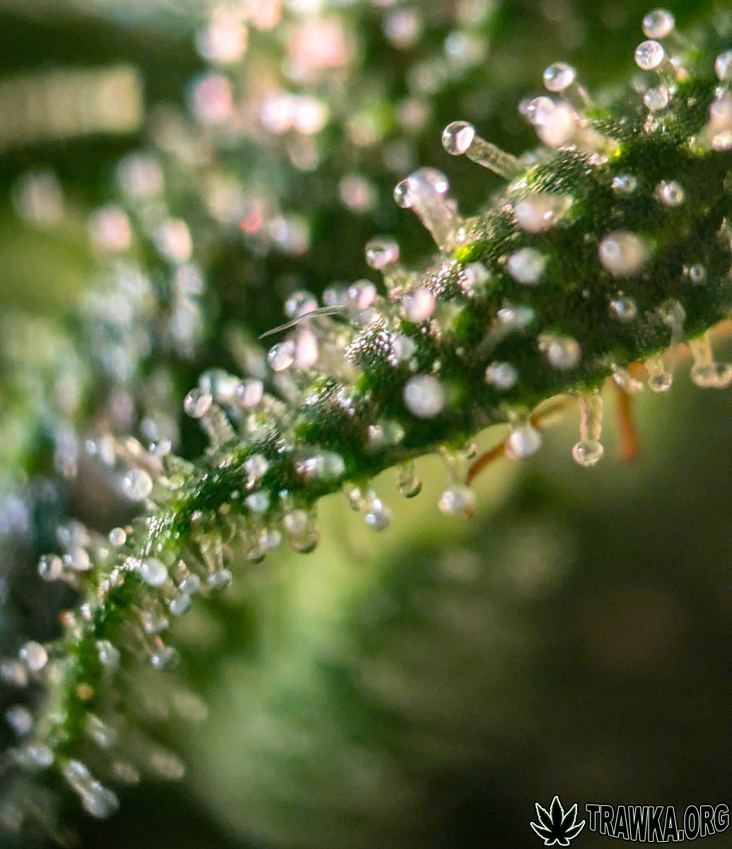 large.2025_11.15at202316-Ziele-58.jpg.eb