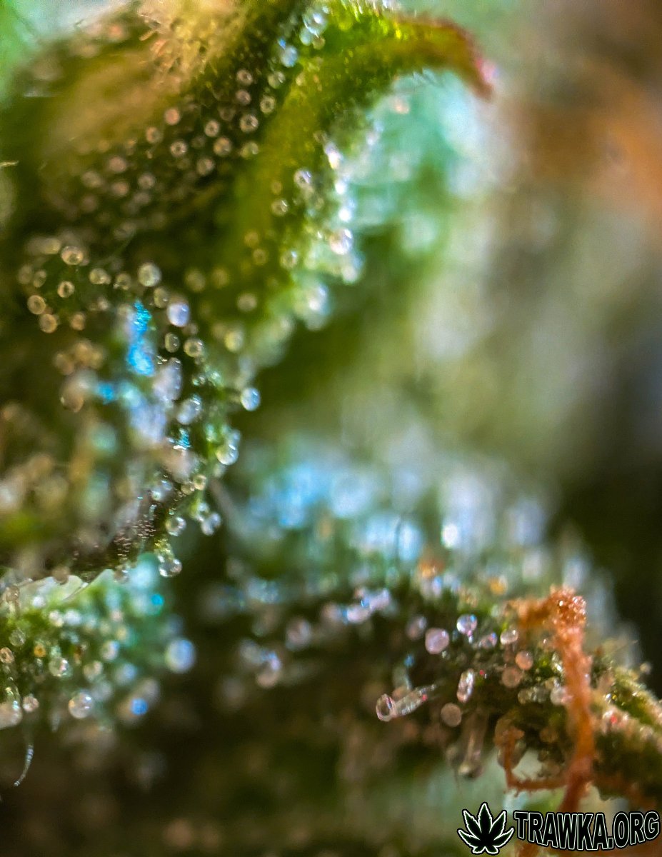 large.2025_11.15at202354-Ziele-60.jpg.af