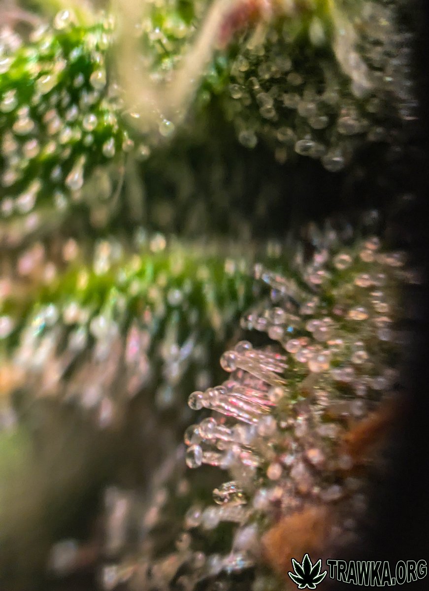 large.2025_11.15at202437-Ziele-63.jpg.6b