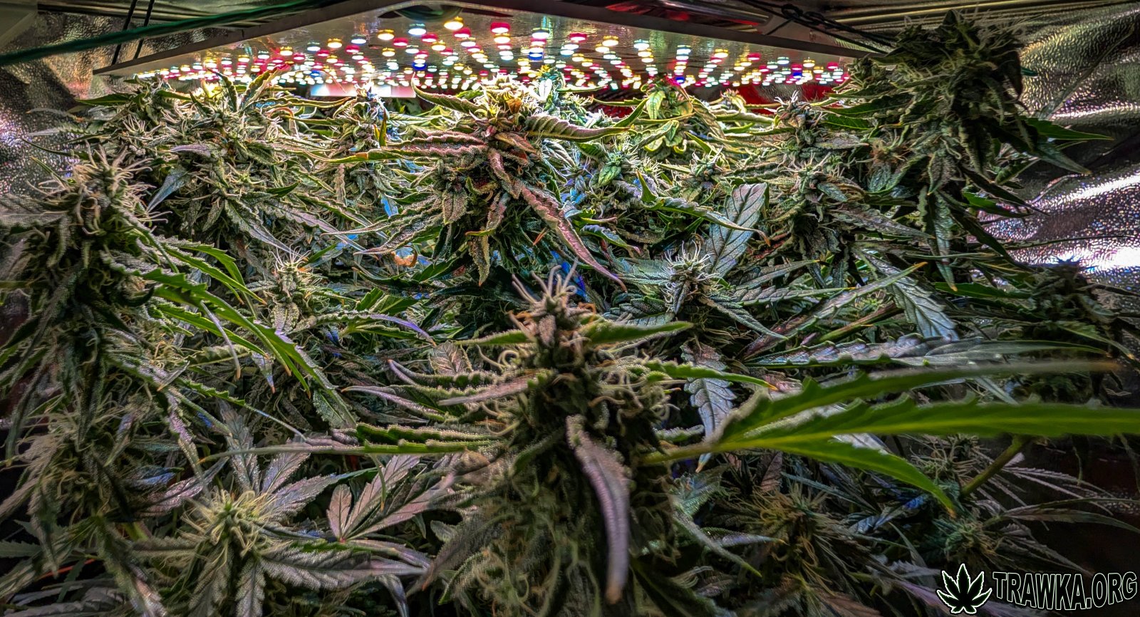 large.2025_11.15at202525-Ziele-65.jpg.af