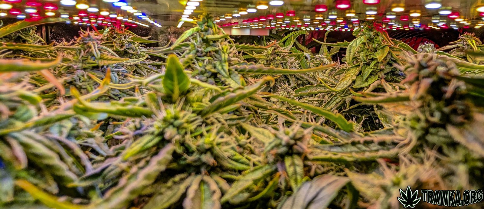 large.2025_11.15at202529-Ziele-66.jpg.2b