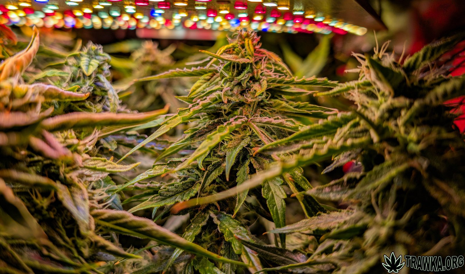 large.2025_11.15at202556-Ziele-70.jpg.6b