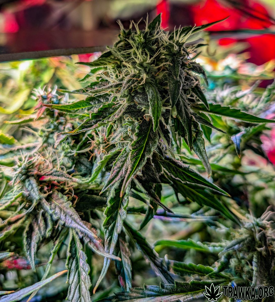 large.2025_11.15at202604-Ziele-71.jpg.4b